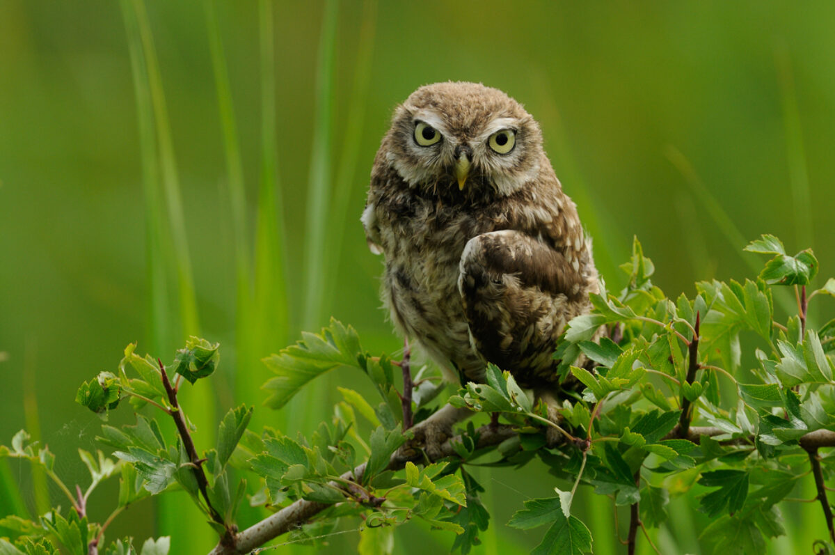 Help mee met versterking van landschap en biodiversiteit in Harreveld en Lichtenvoorde!